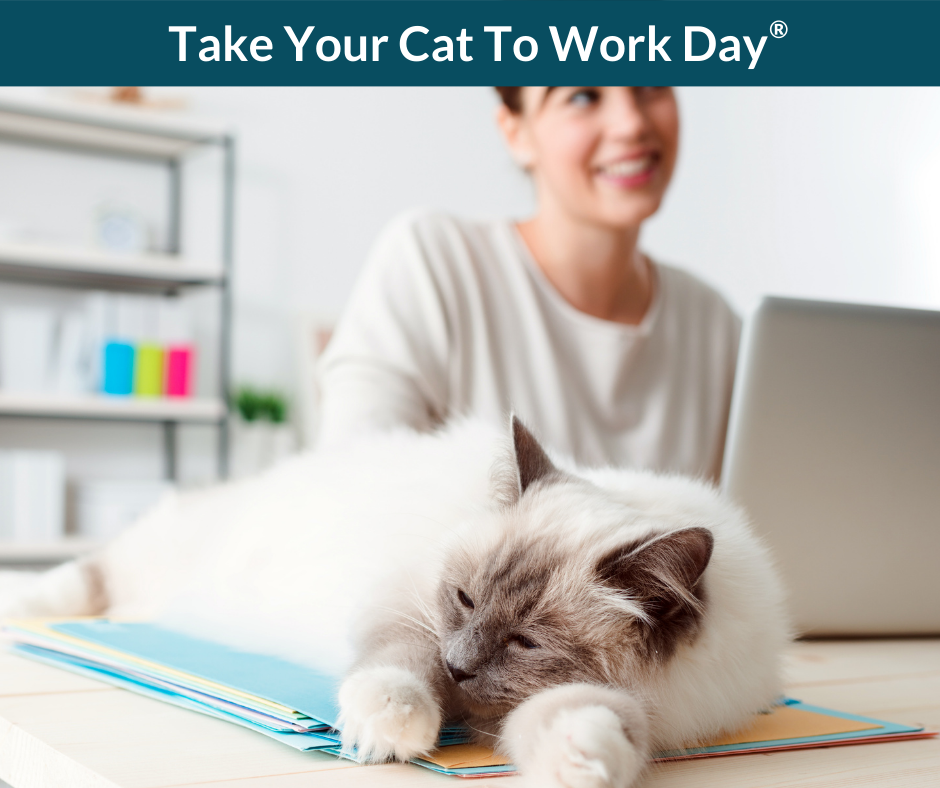 A woman sits in front of a laptop computer while a cat lounges nearby on the desk.