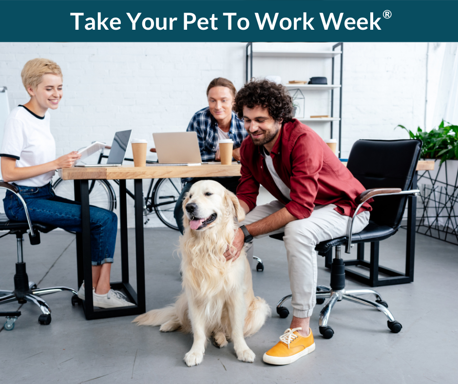 Co-workers sit at a conference table while one of them pets a dog.